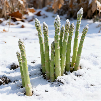 🌱 Grow Your Own Asparagus from Seeds — Fresh, Flavorful & Long-Lasting 👑 | 🔥Buy 1 Get 1 Free🔥